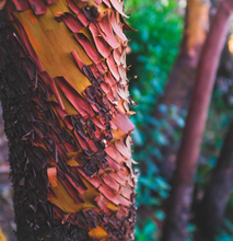 Load image into Gallery viewer, Plant A Tree Or A Forest!